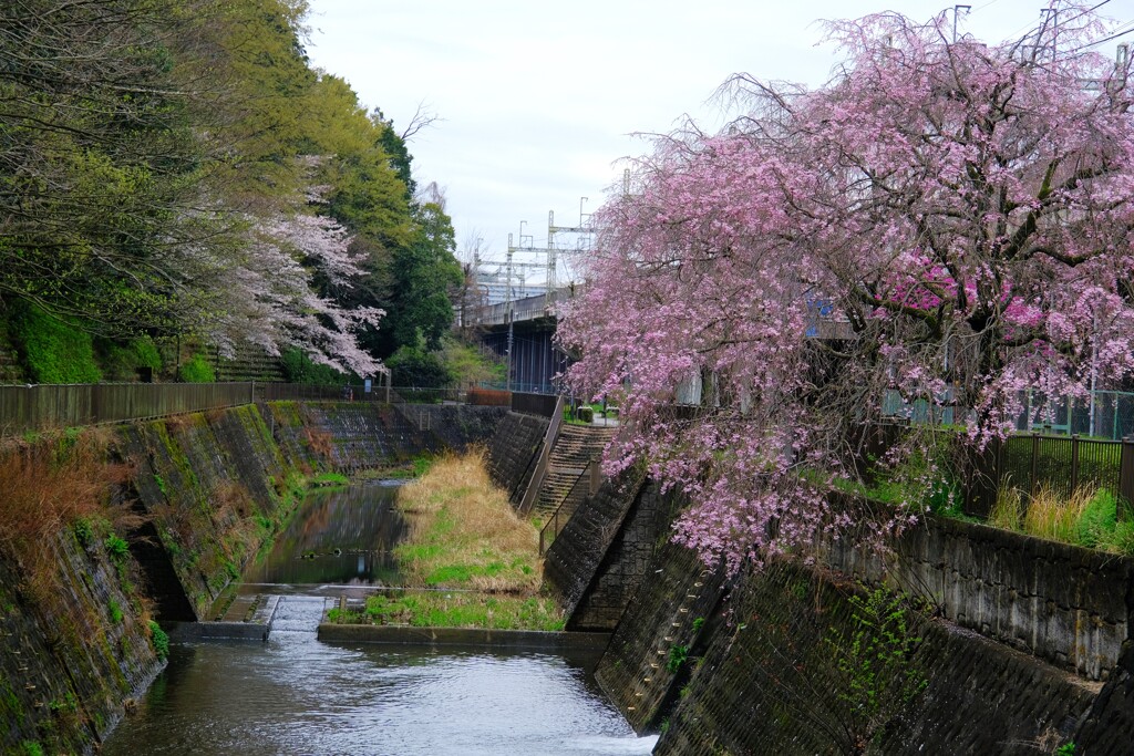 県境のサクラⅠ