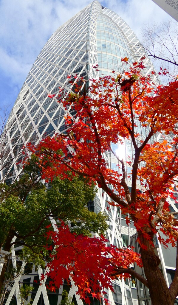まだ紅葉も