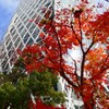 まだ紅葉も