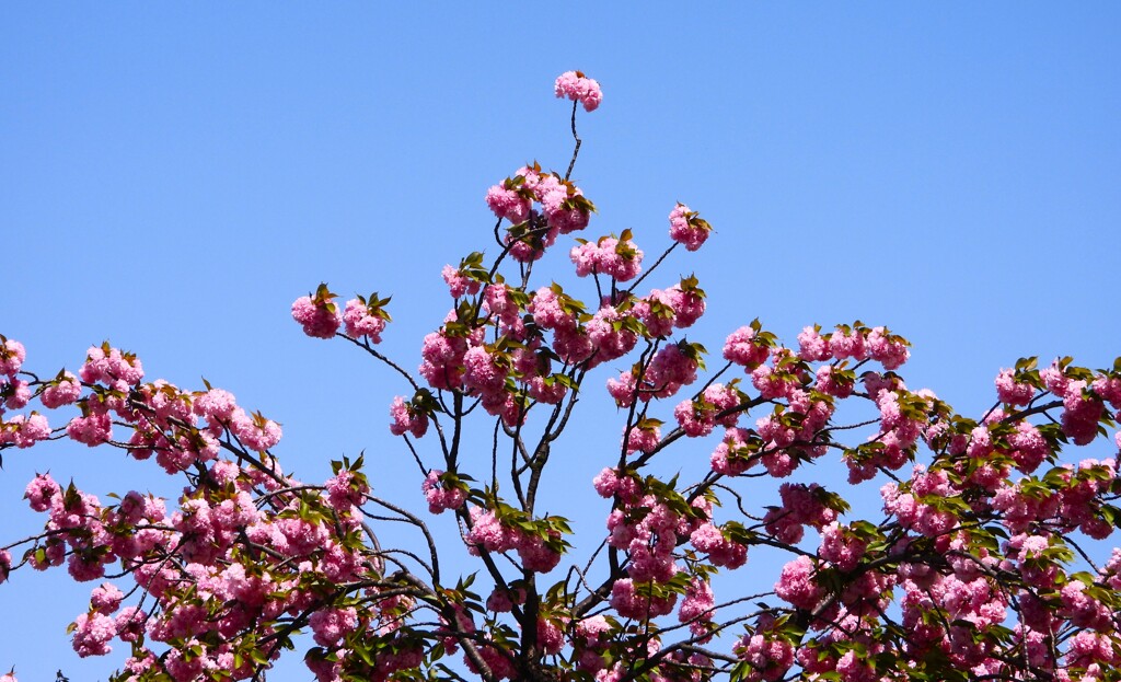 八重桜