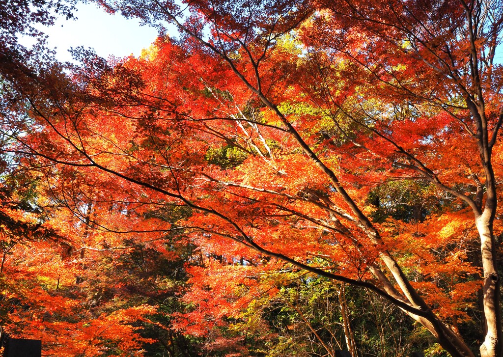 日本民家園