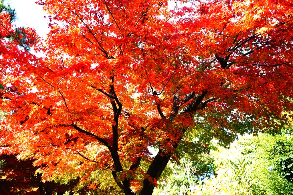 数少ない紅葉