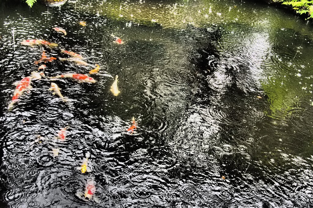 緋鯉もビックリ