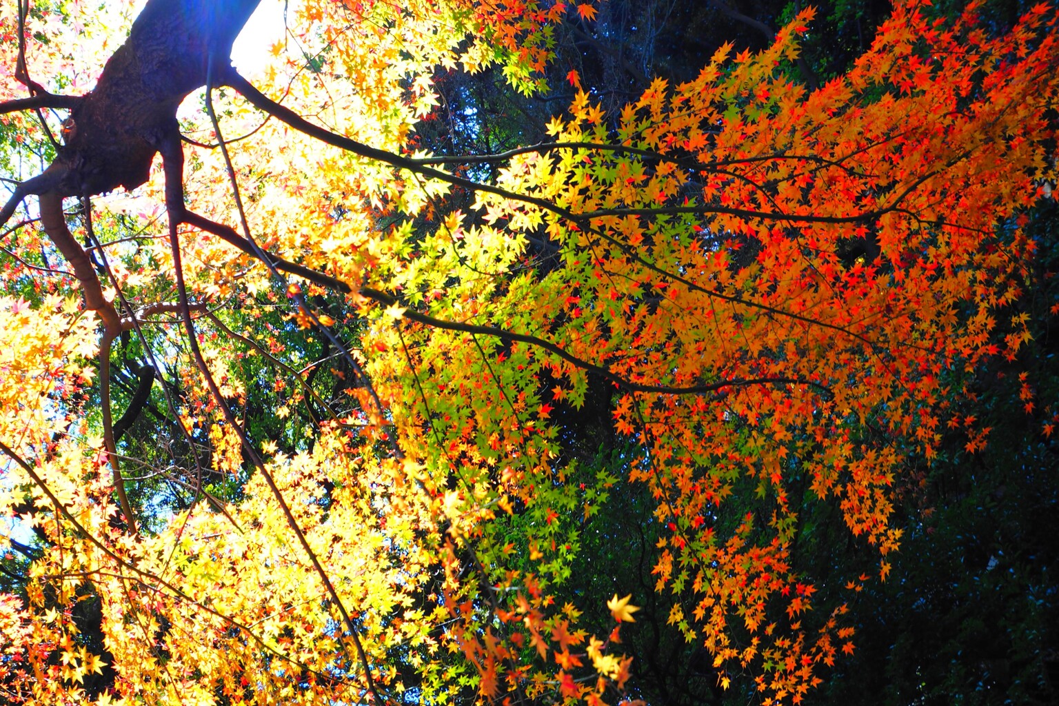 神池庭園の紅葉