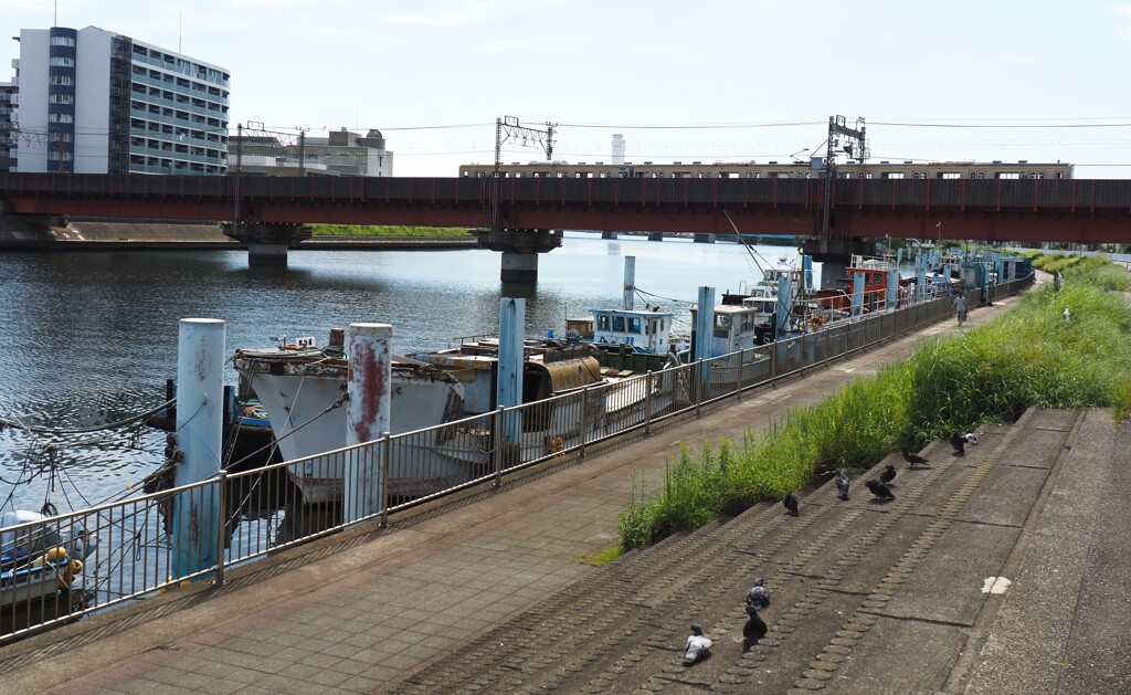 ハトと一緒に