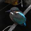 カワセミⅠ