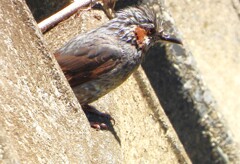 水浴び中のヒヨドリ