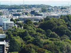 外国人墓地の森