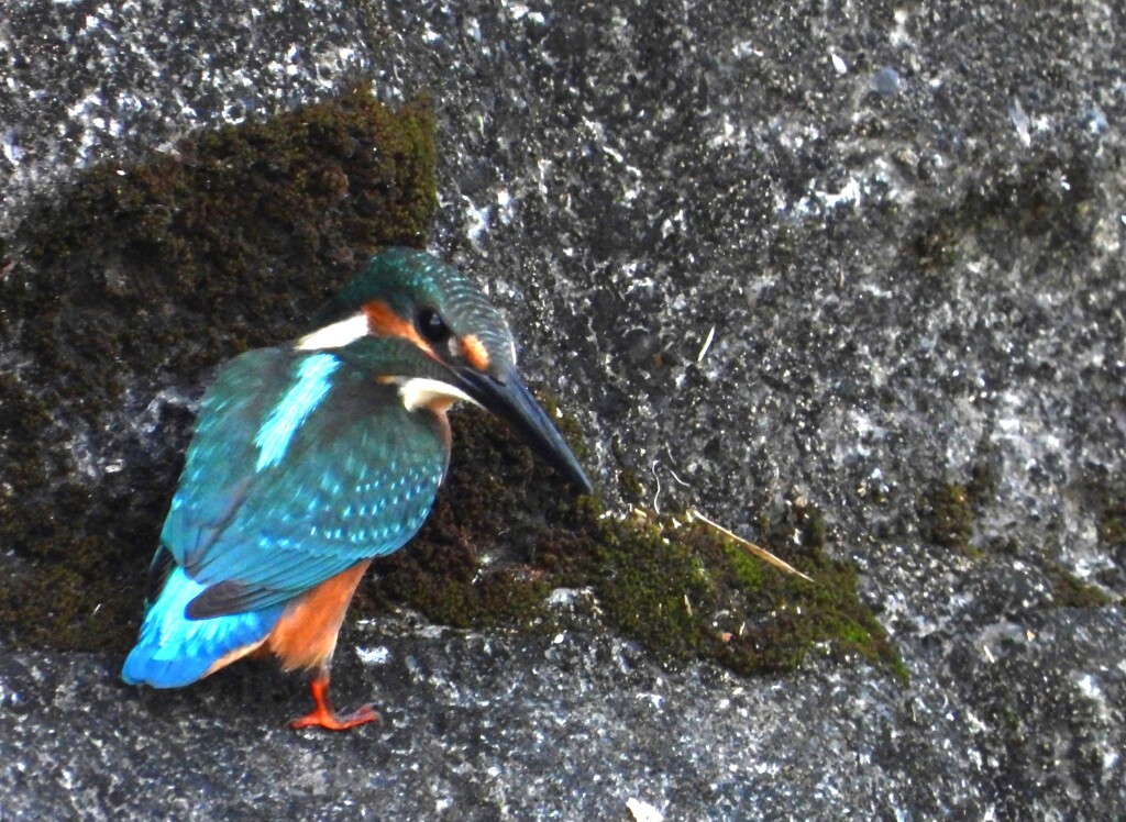 2羽目のカワセミ