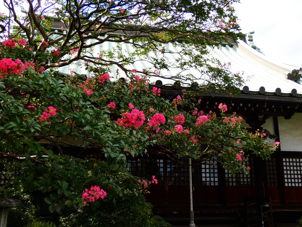 常楽寺のサルスベリ