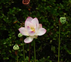 蓮華