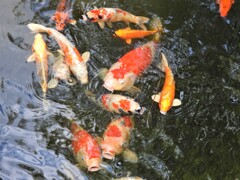 日本庭園の緋鯉
