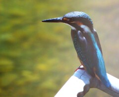 カワセミ