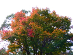 標準木