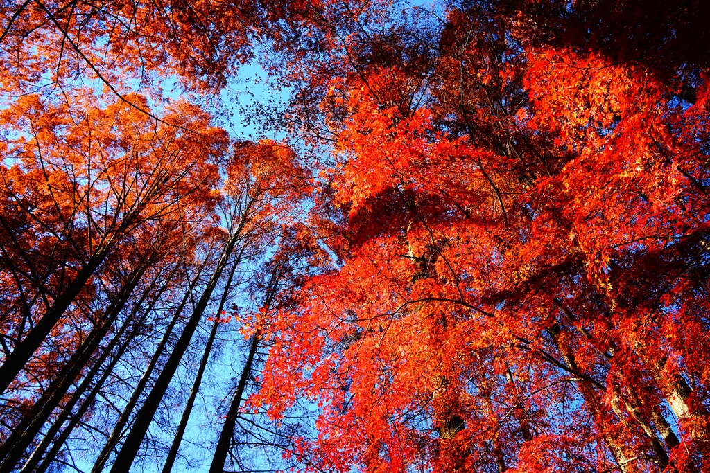 メタセコイヤと紅葉