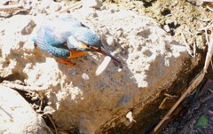 また捕獲