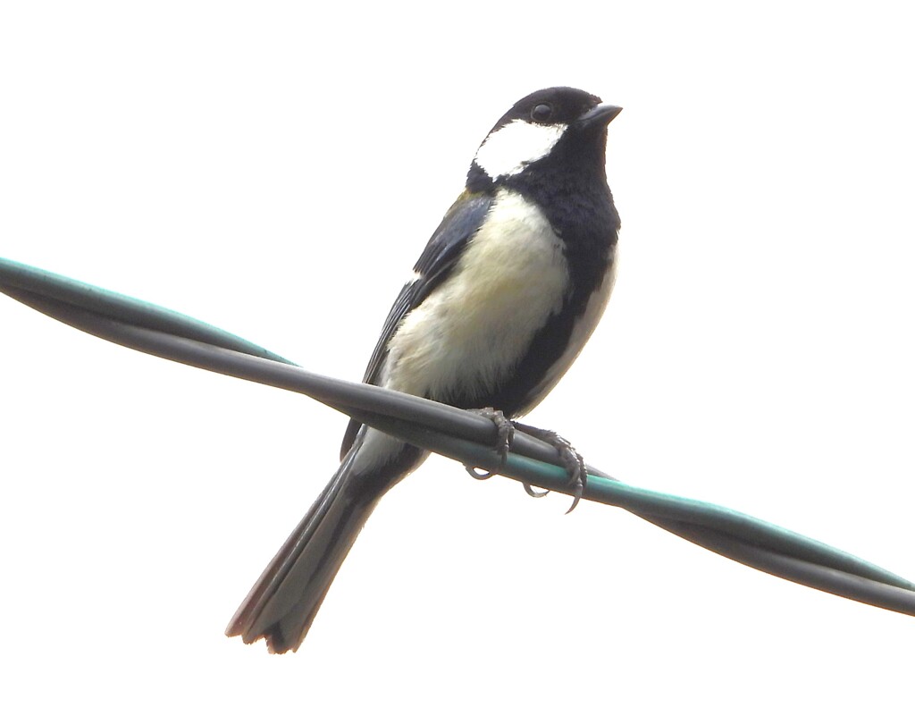 シジュウカラ