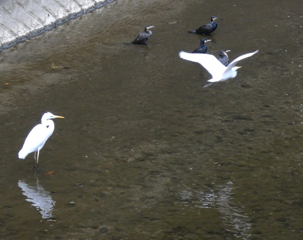 チュウサギ