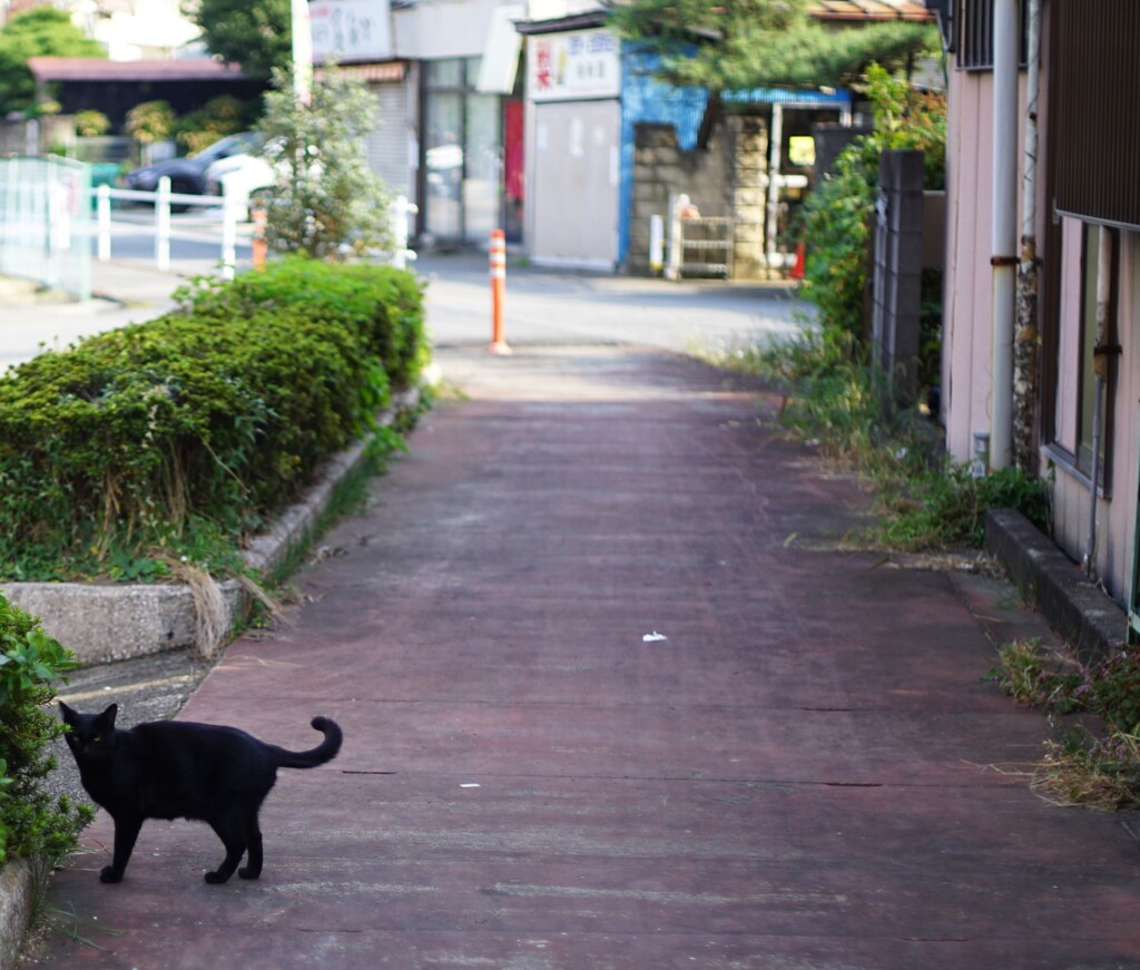 黒猫