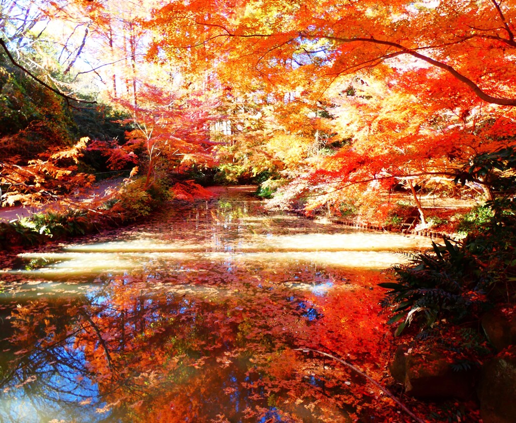 池に映る紅葉
