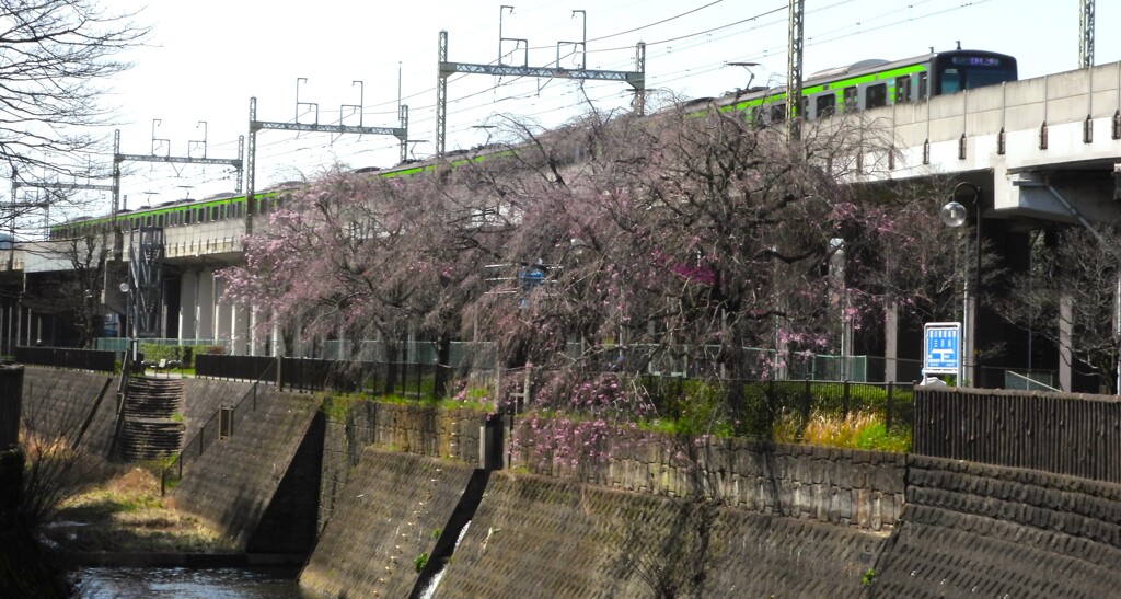 境界の桜