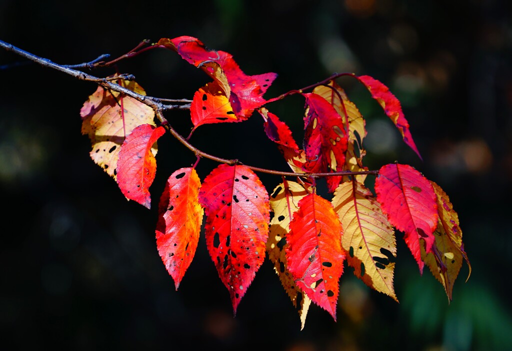 紅葉Ⅵ