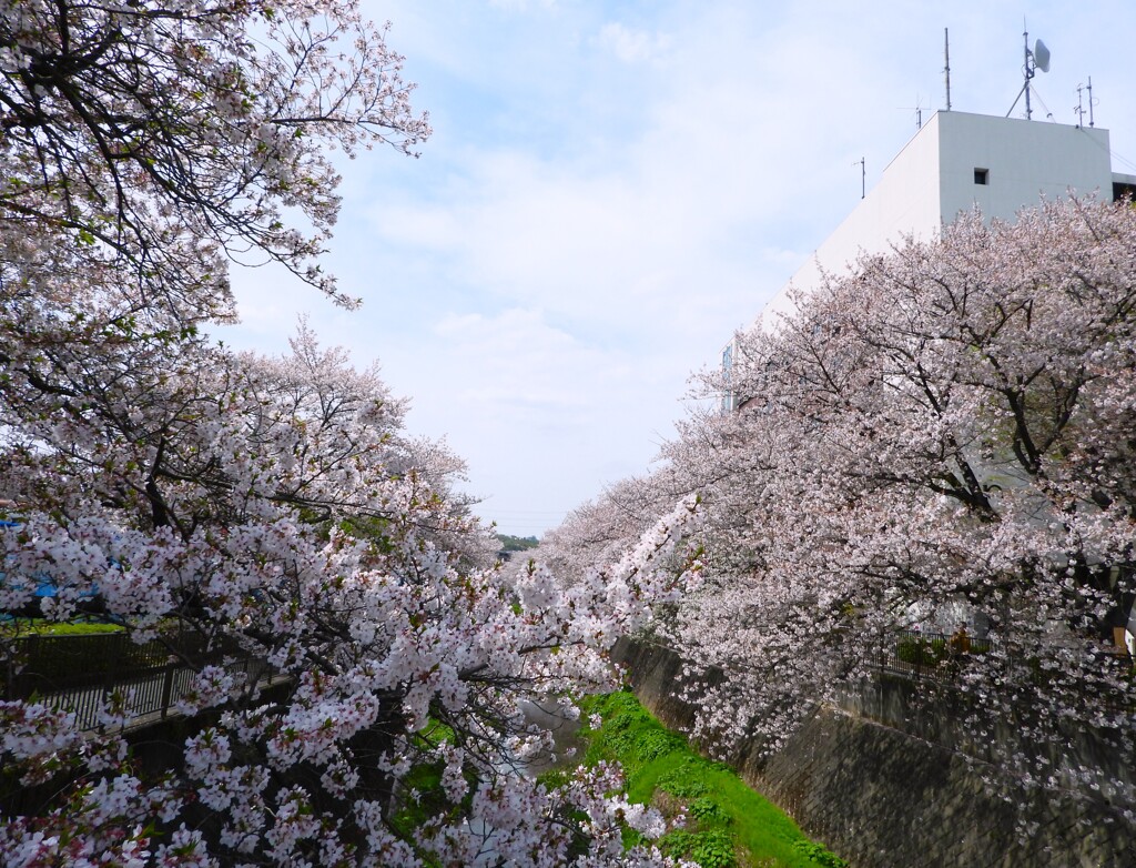 稲城市役所