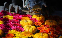 龍水舎のハロウィン