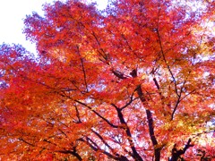 山燃える