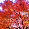 山燃える