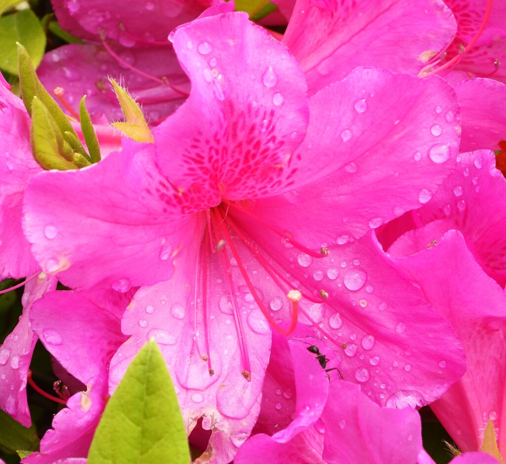 雨上がりのツツジ