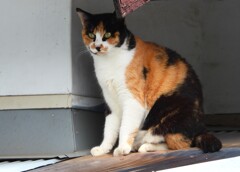 廃屋のミケ