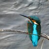 2羽目のカワセミ