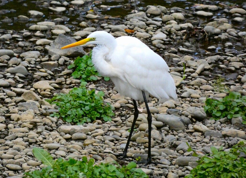 チュウサギ