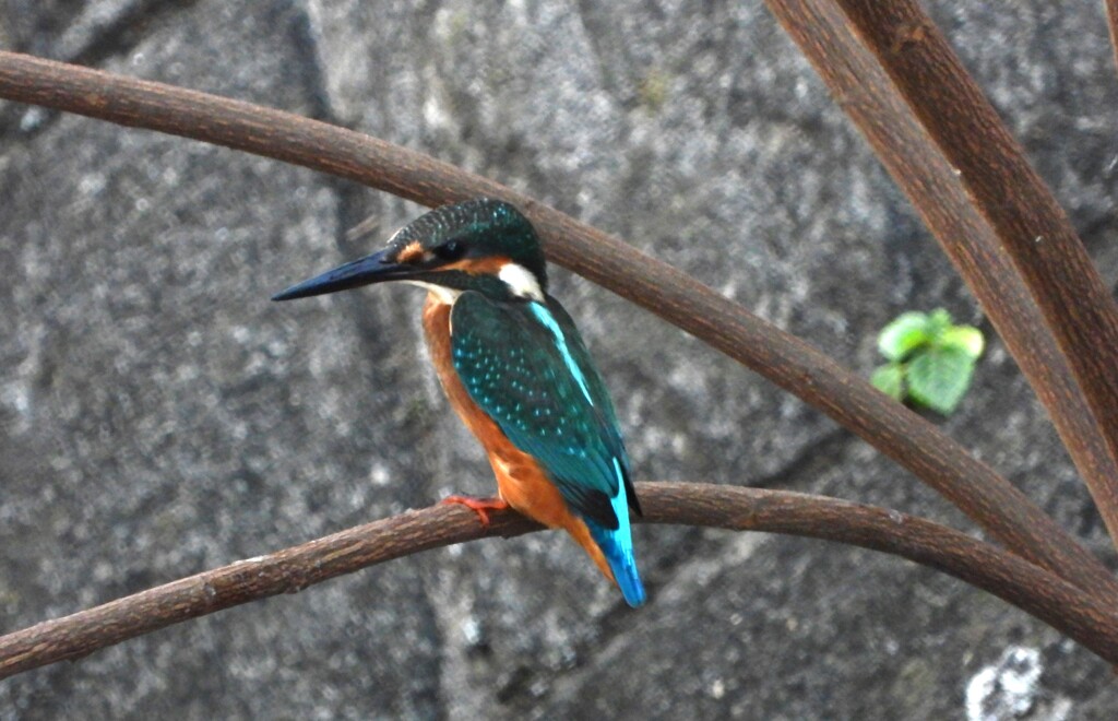 カワセミ