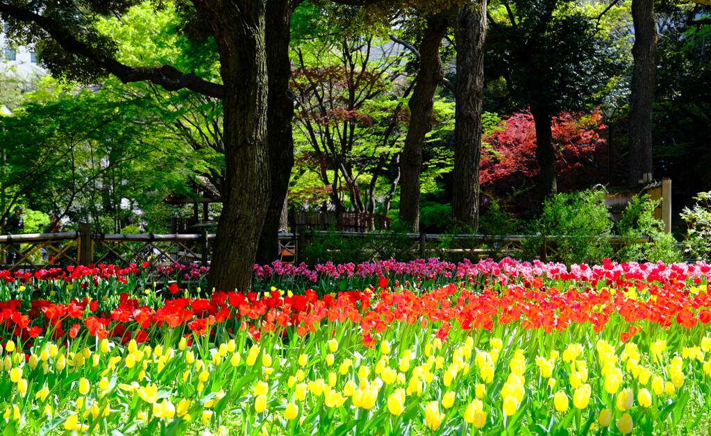 横浜公園のチューリップ