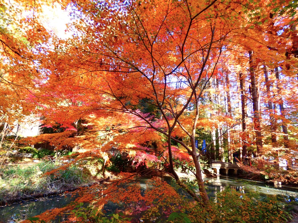 奥の池