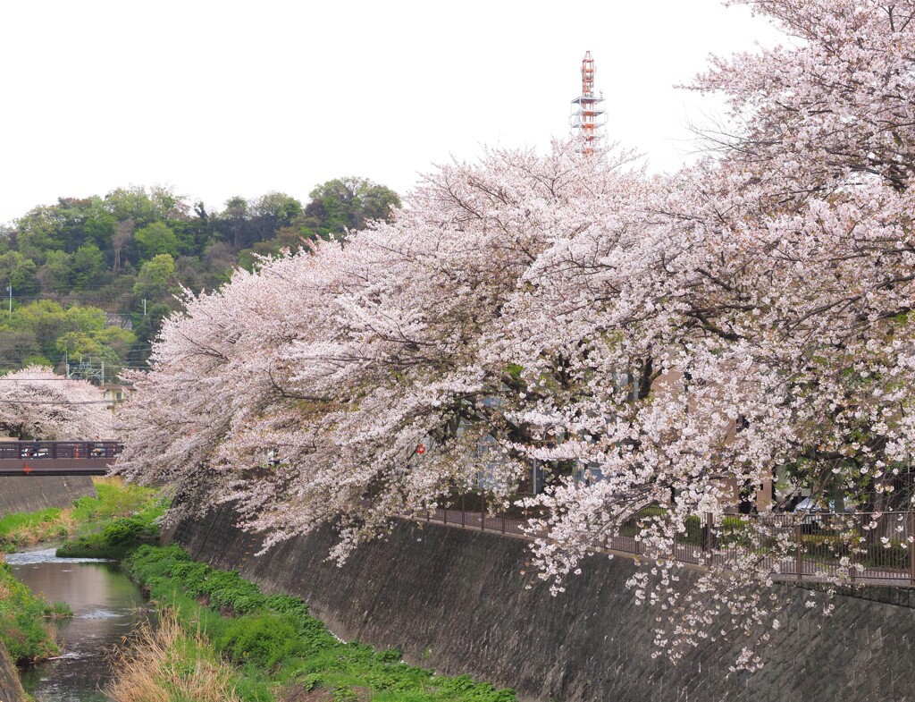 ハリウッドで実写化