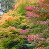 10日後くらいが楽しみ
