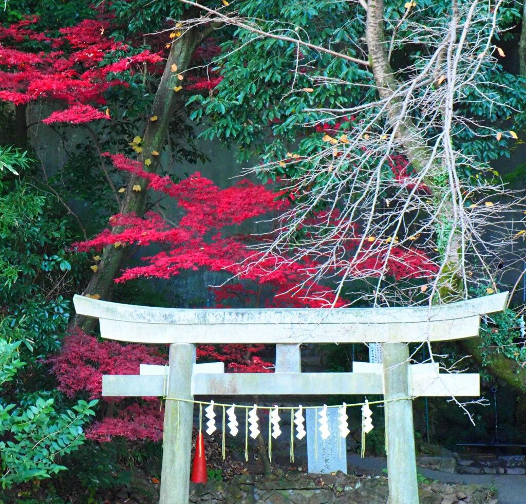 弁財天の鳥居と紅葉