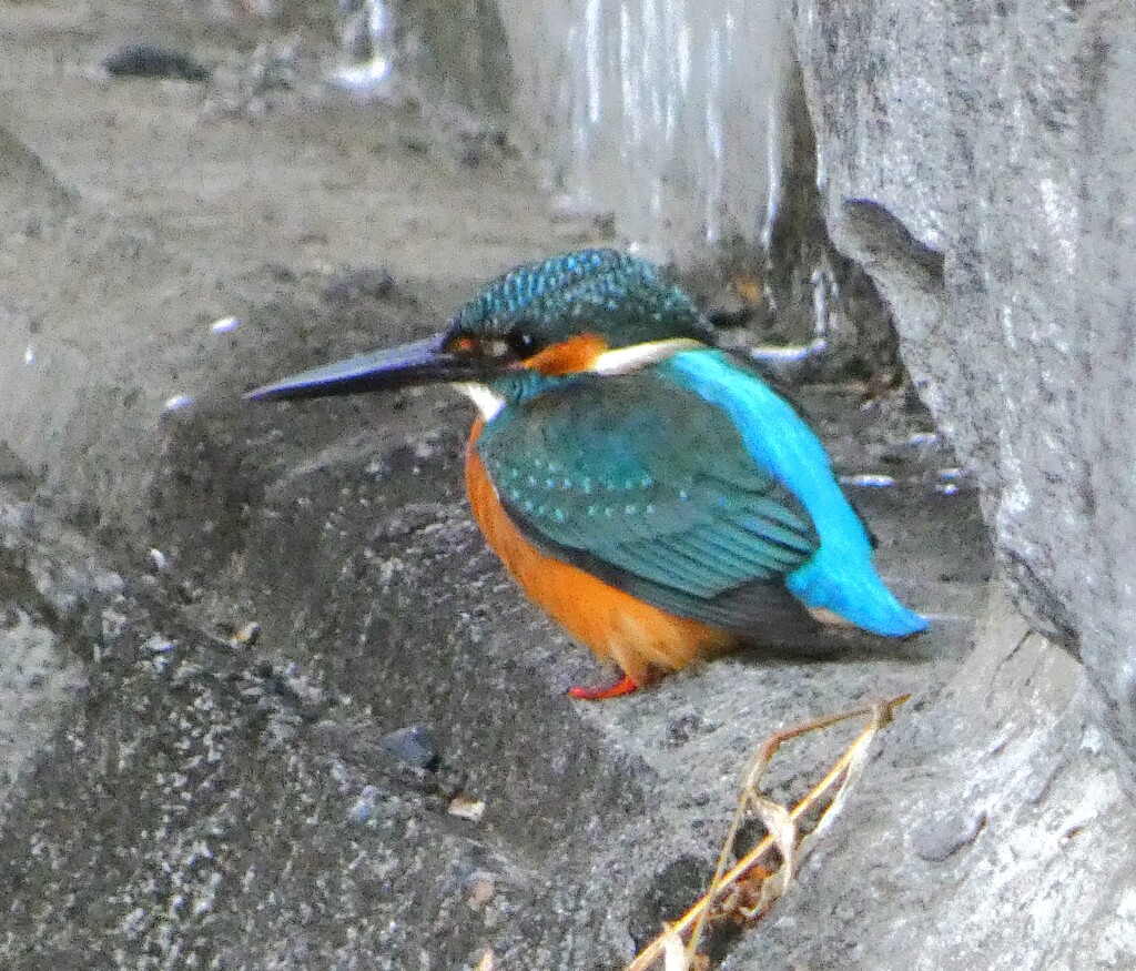 新年初のカワセミ