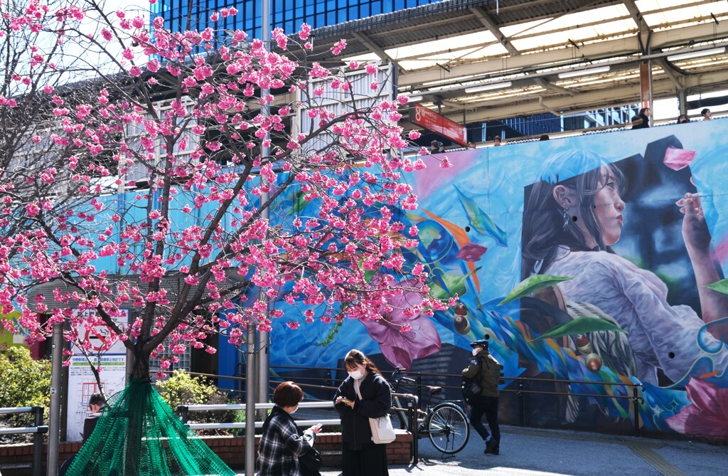 JR中野駅前の桜