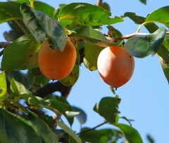 柿の季節