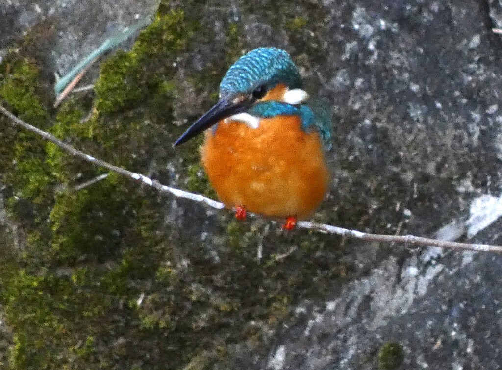 帰りのカワセミ