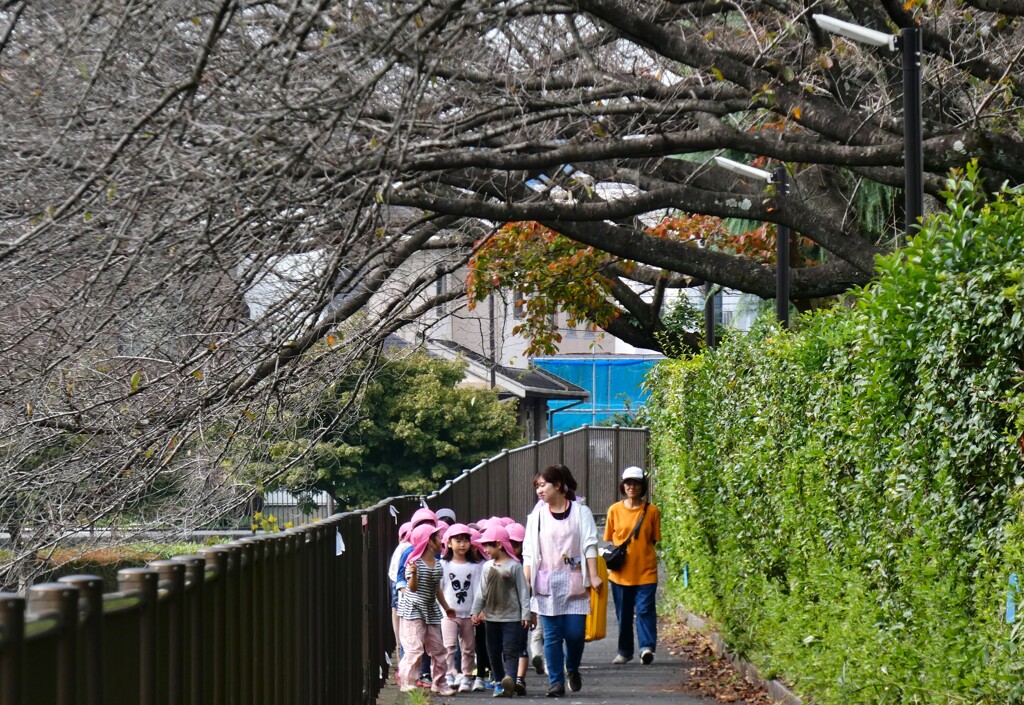 朝のお散歩