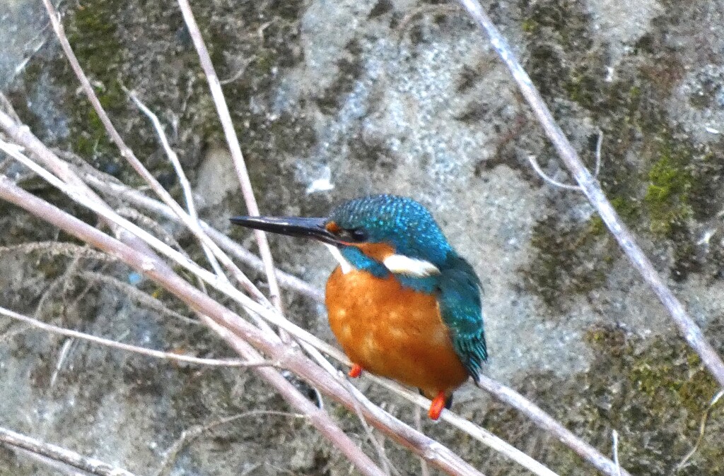 枯れ枝のカワセミ