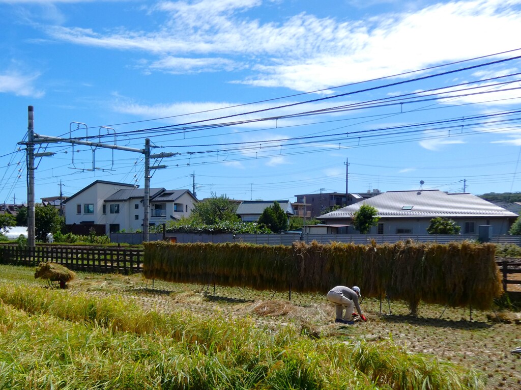 稲刈り