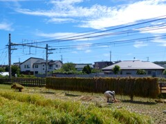 稲刈り