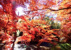 奥の池を覆う