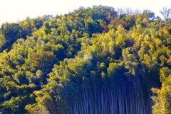 府中街道沿いの森